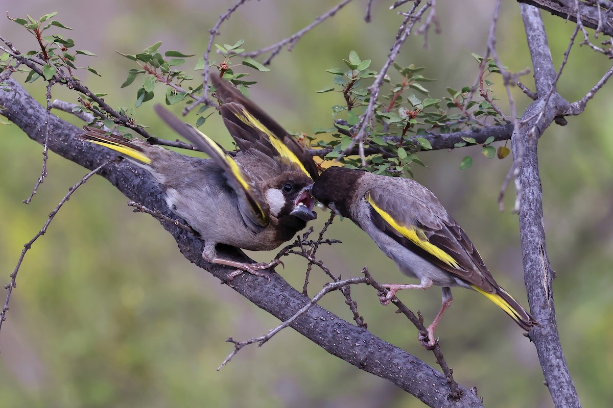 Socotra Grosbeak - Radoslaw Gwozdz