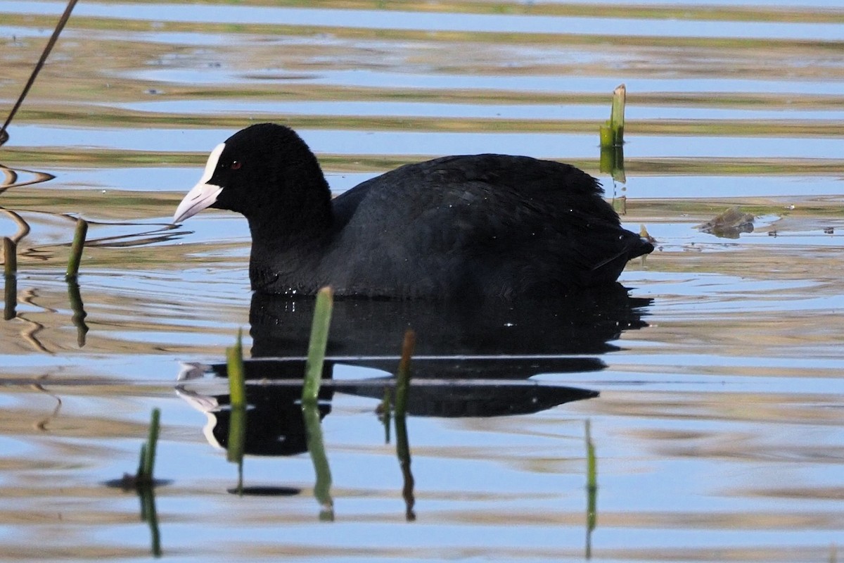 Eurasian Coot - ML615305298