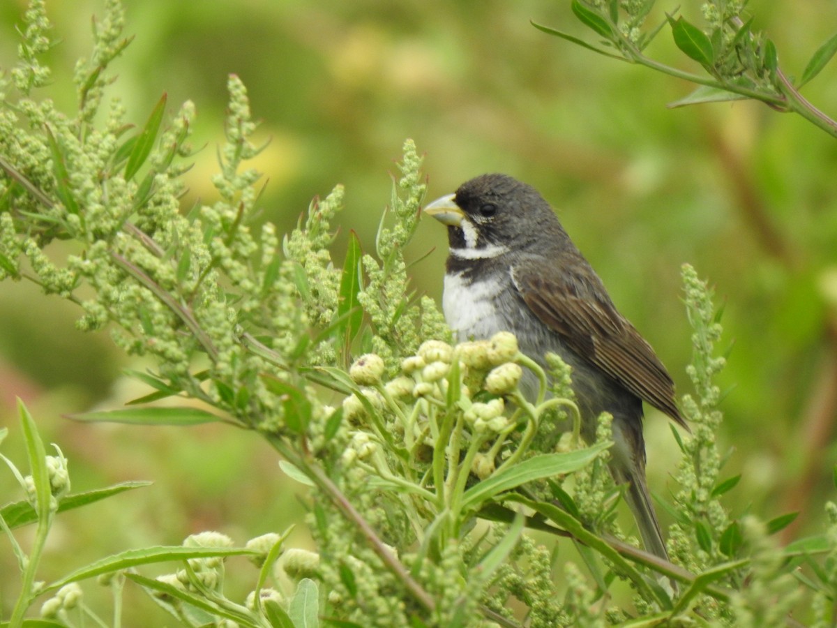 Double-collared Seedeater - Fernanda Ferrari