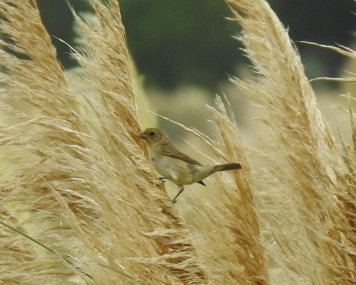 Double-collared Seedeater - Fernanda Ferrari