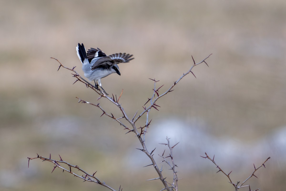 Loggerhead Shrike - Joe Mahaffey