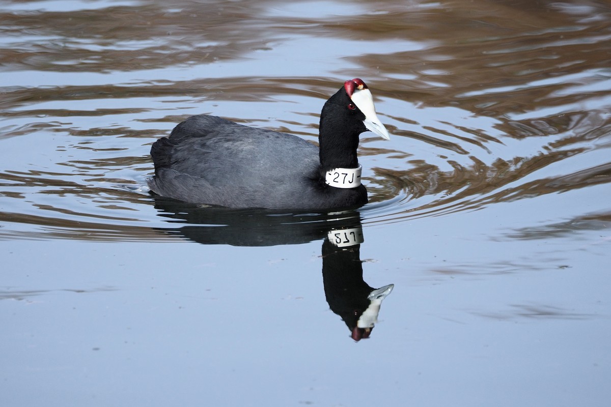 Red-knobbed Coot - ML615305341