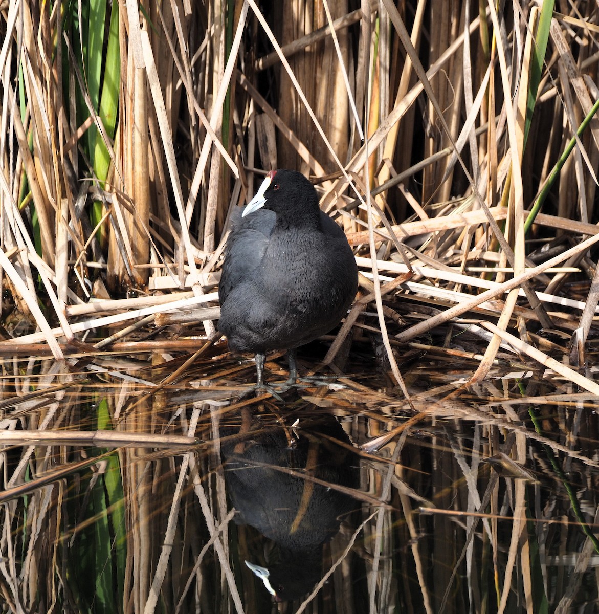Red-knobbed Coot - ML615305342