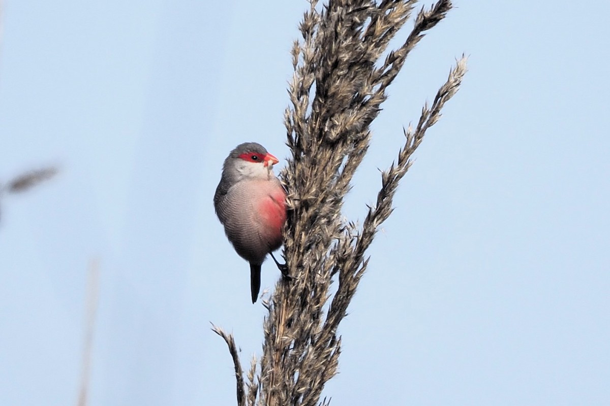 Common Waxbill - ML615305417