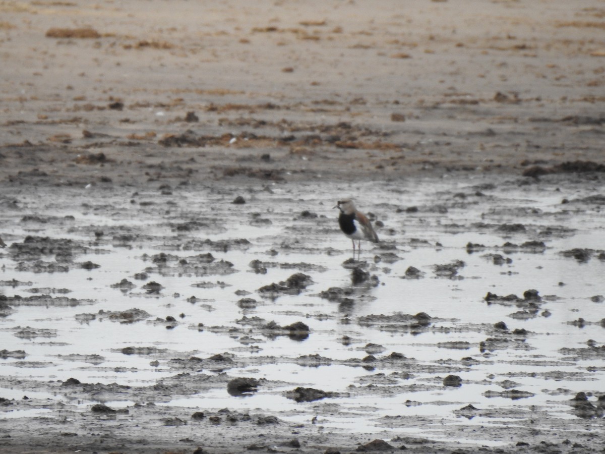 Southern Lapwing - ML615305448