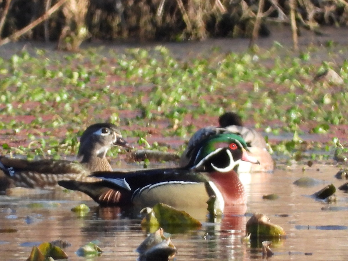 Wood Duck - ML615305468