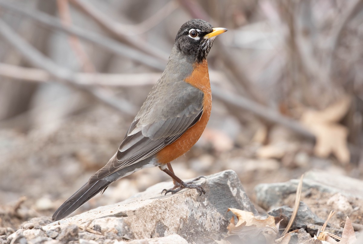 American Robin - Kathleen Keef