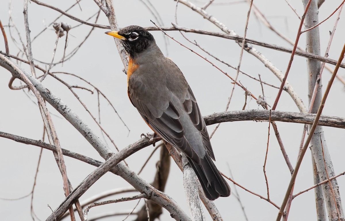 American Robin - Kathleen Keef