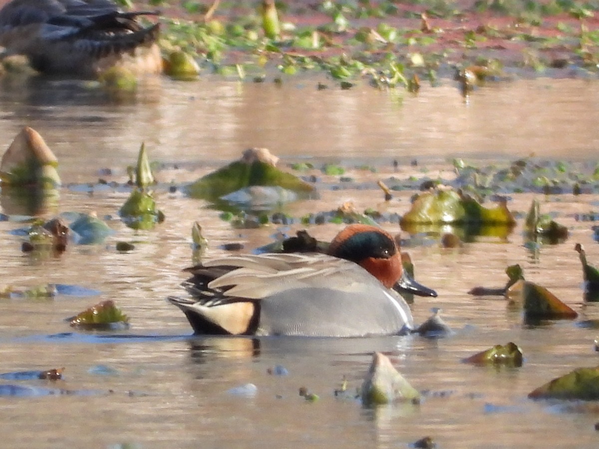 Green-winged Teal - ML615305485