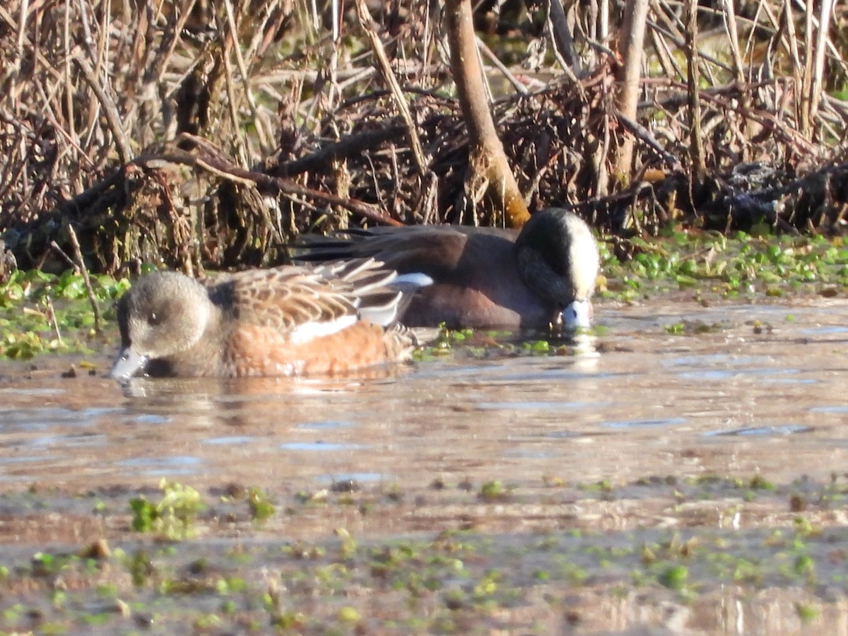 American Wigeon - ML615305527