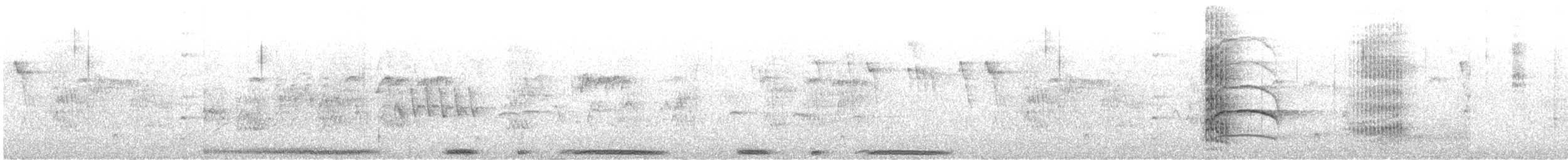 holub skvrnokřídlý - ML615305543