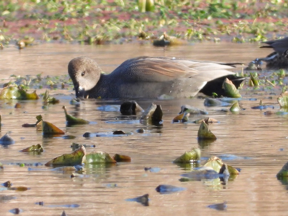 Gadwall - ML615305554