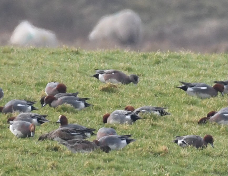 American Wigeon - Jarrod Hadfield