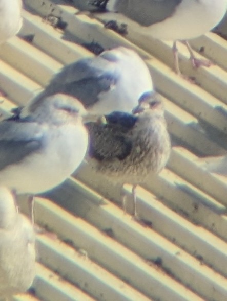 Lesser Black-backed Gull - Alexandre Ethier