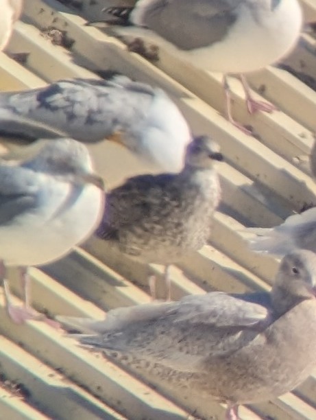 Lesser Black-backed Gull - ML615305613