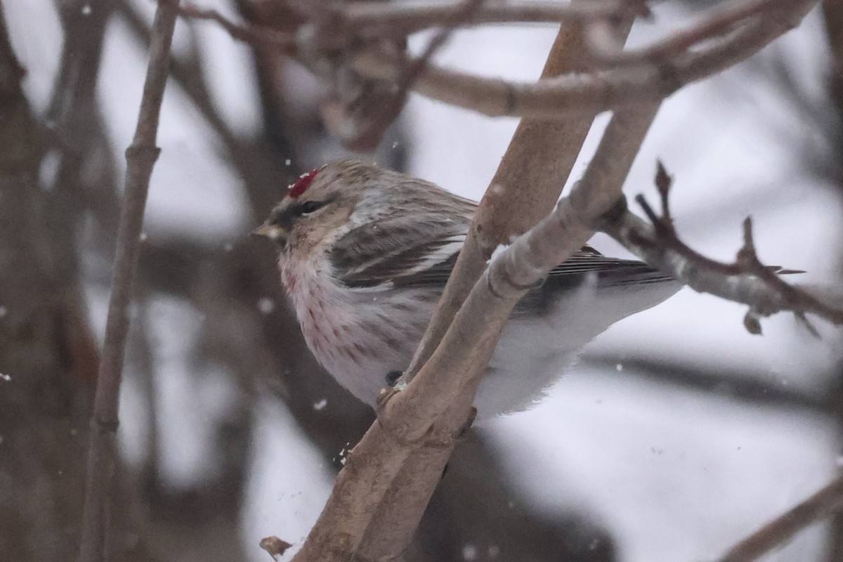 Hoary Redpoll - ML615305640