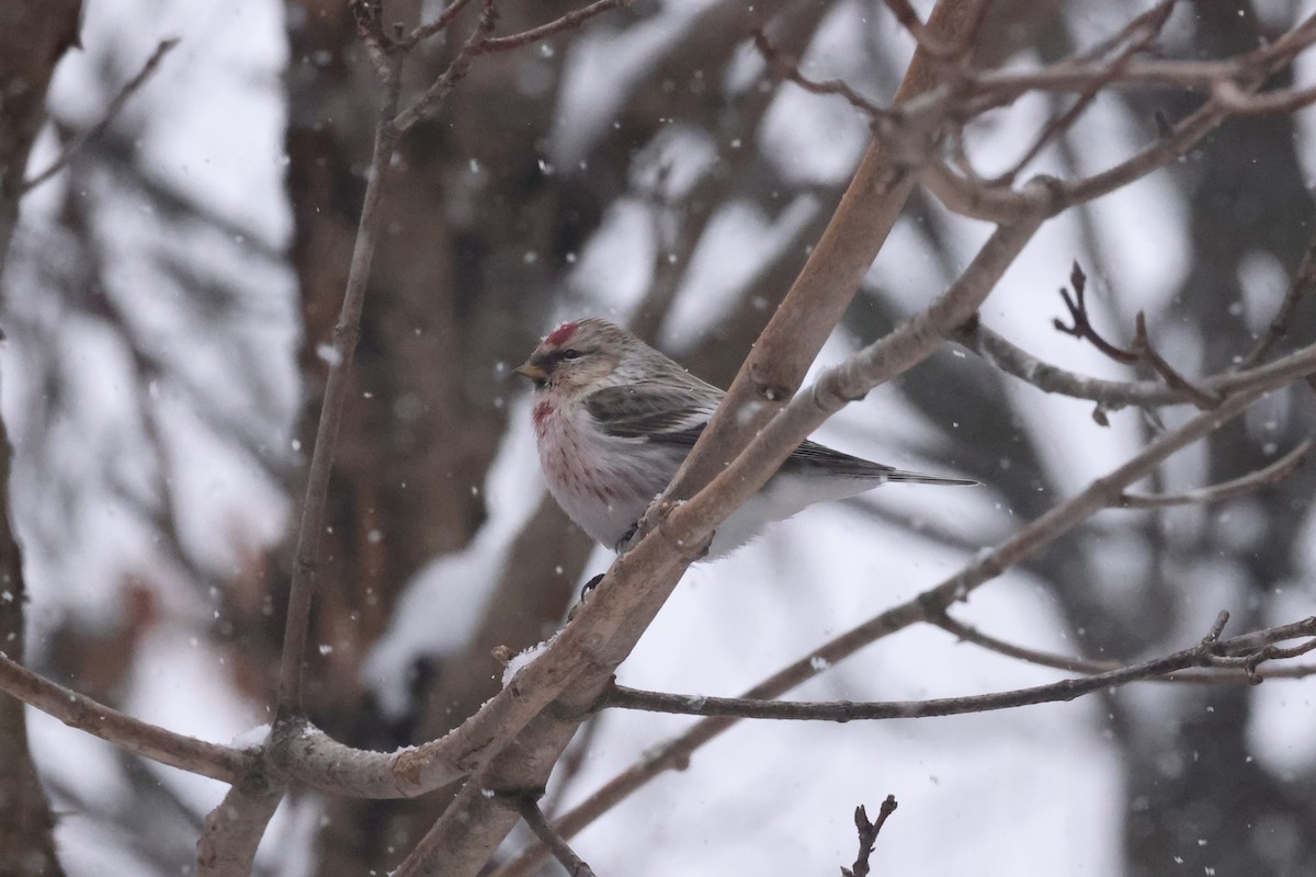 Hoary Redpoll - ML615305644