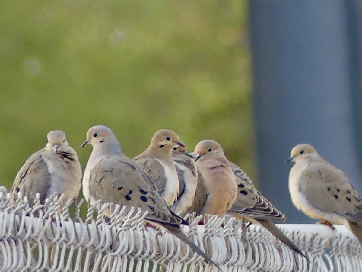 Mourning Dove - ML615305675