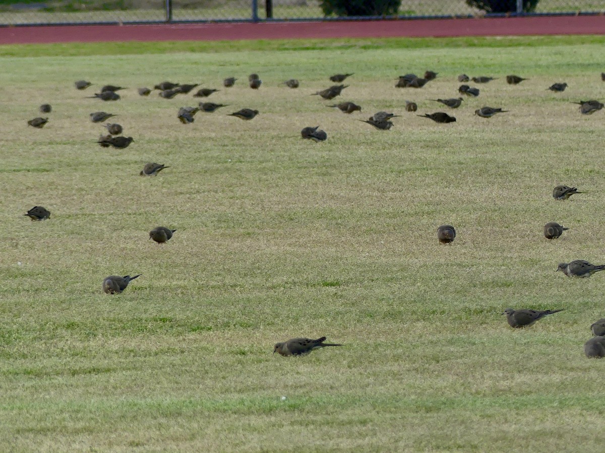 Mourning Dove - ML615305676