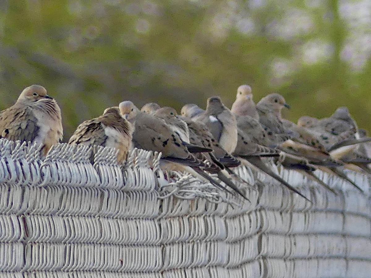 Mourning Dove - ML615305677