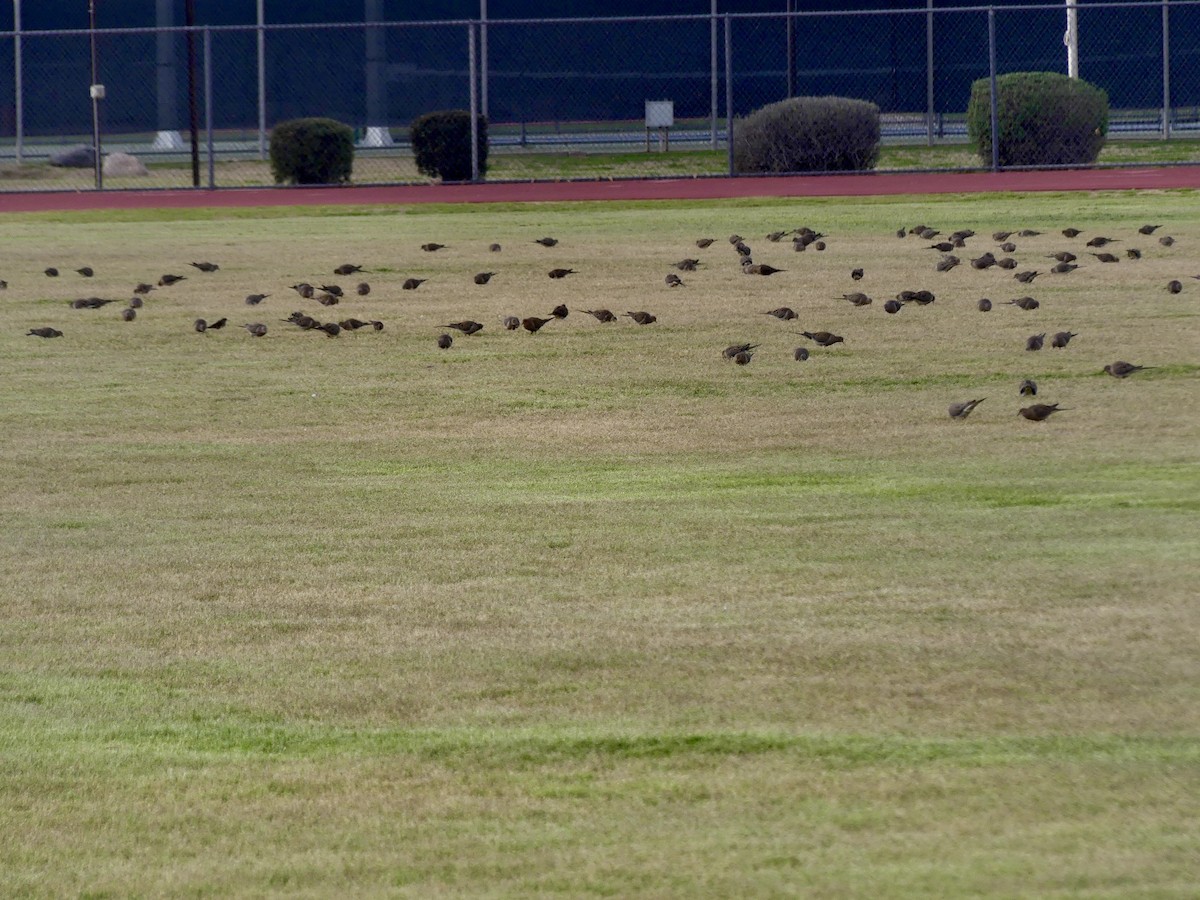 Mourning Dove - ML615305678