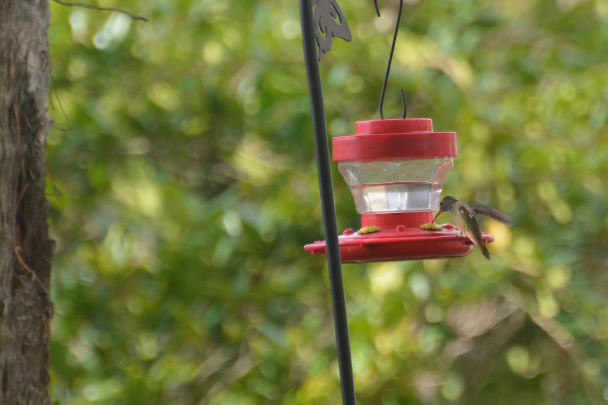 Buff-bellied Hummingbird - ML615305753