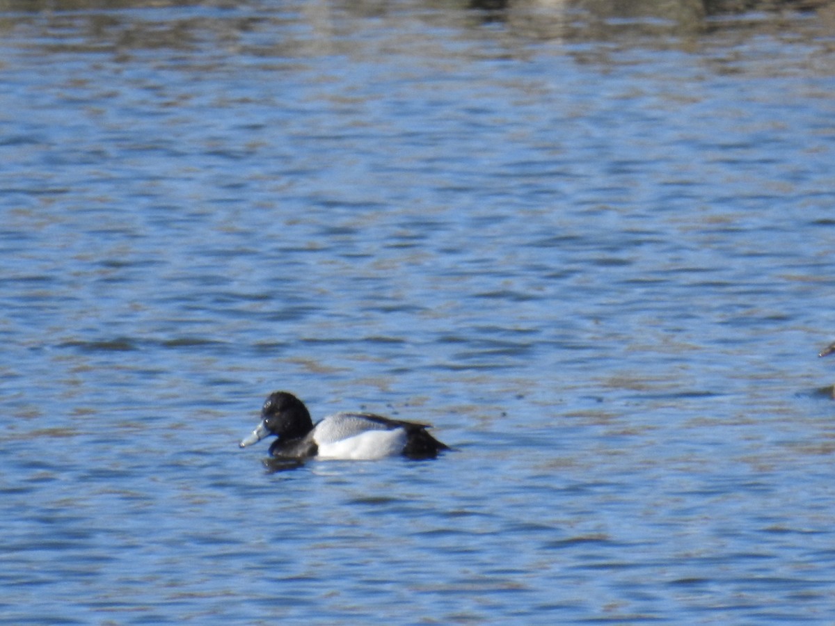 Lesser Scaup - John Finch