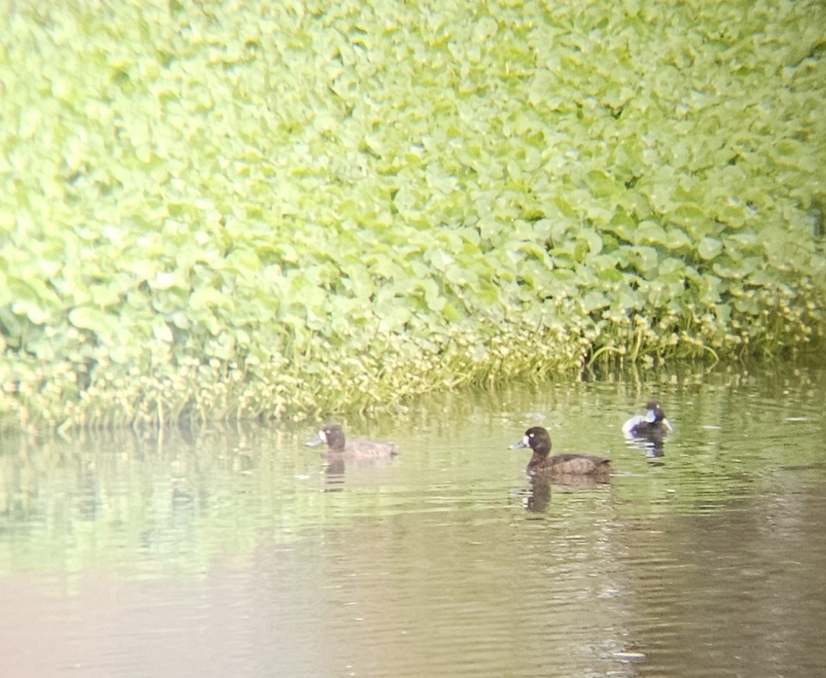 Lesser Scaup - ML615305815