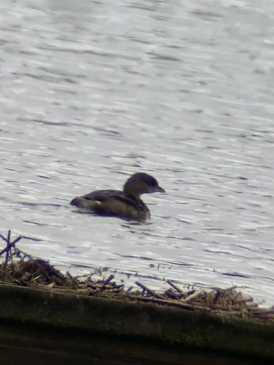 Pied-billed Grebe - ML615305864