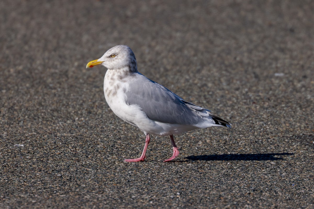 Gaviota Argéntea (americana) - ML615305918