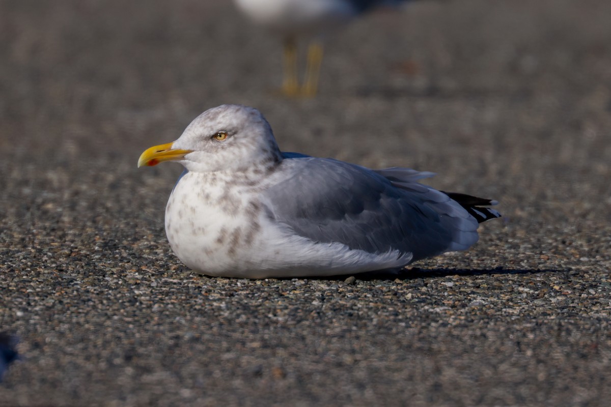 gråmåke (smithsonianus) (amerikagråmåke) - ML615305921