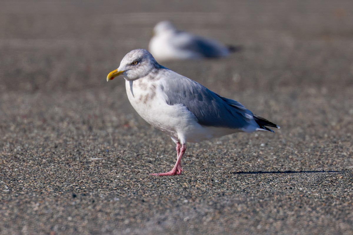 Herring Gull (American) - ML615305923