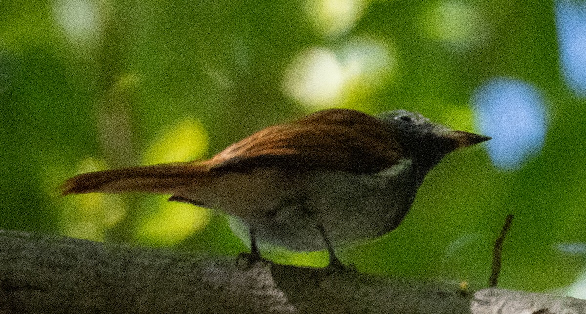 African Paradise-Flycatcher - ML615305947