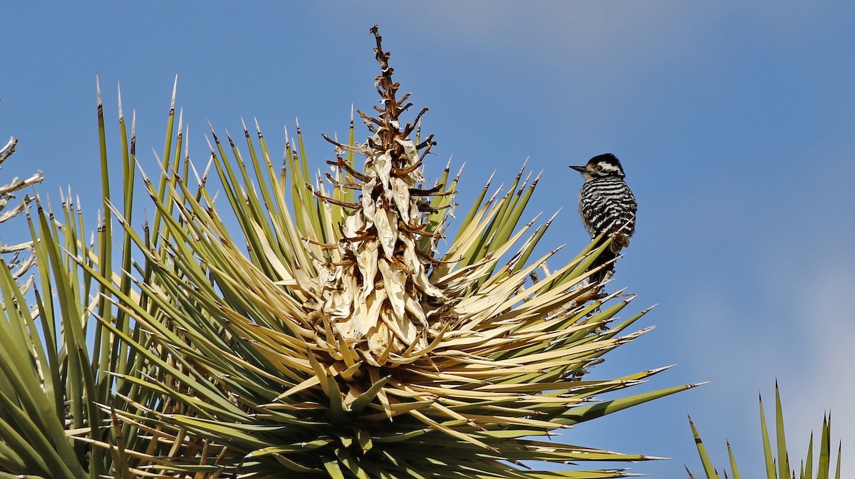 Ladder-backed Woodpecker - ML615306037