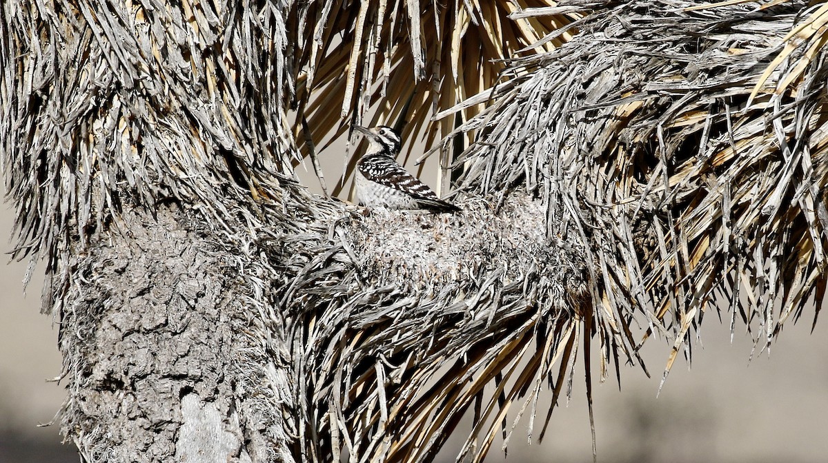 Ladder-backed Woodpecker - ML615306038