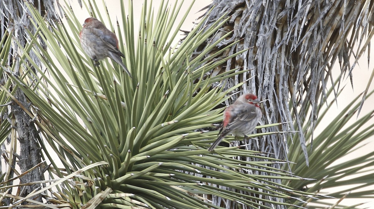 House Finch - ML615306044