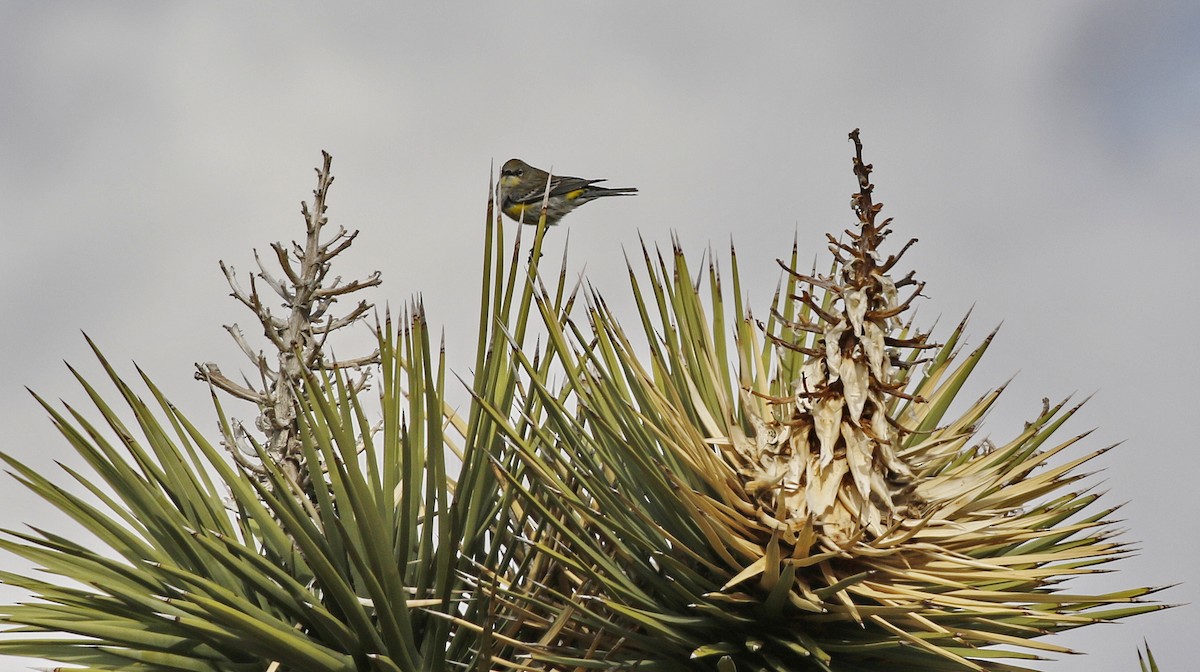 Yellow-rumped Warbler - Alison Sheehey