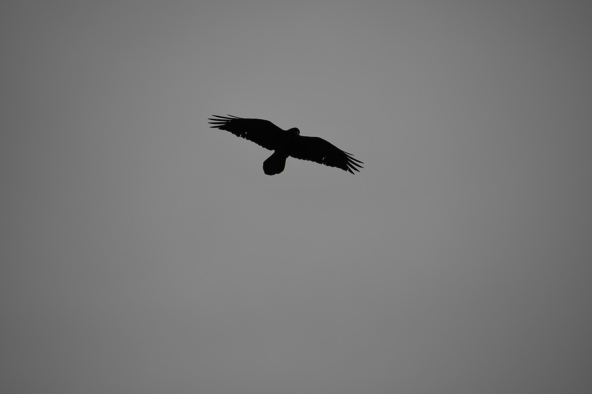 Common Raven - ML615306104