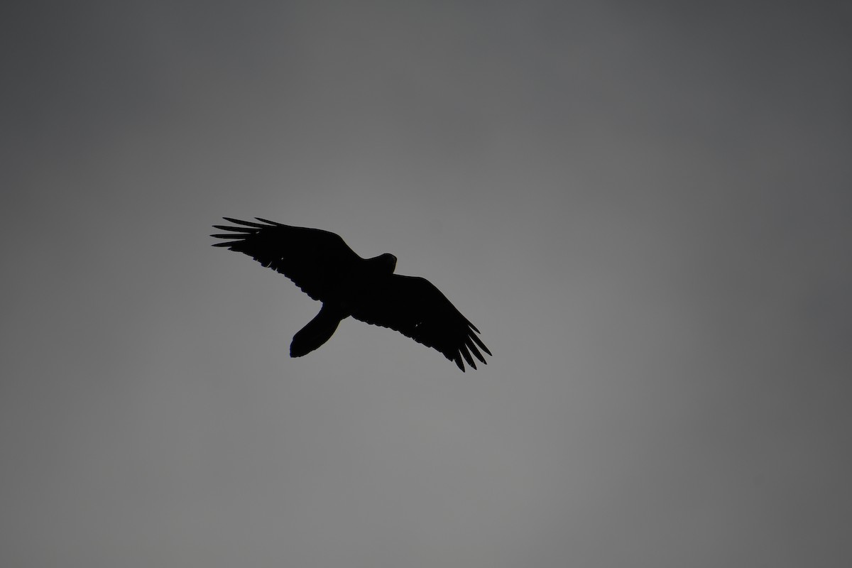 Common Raven - ML615306105