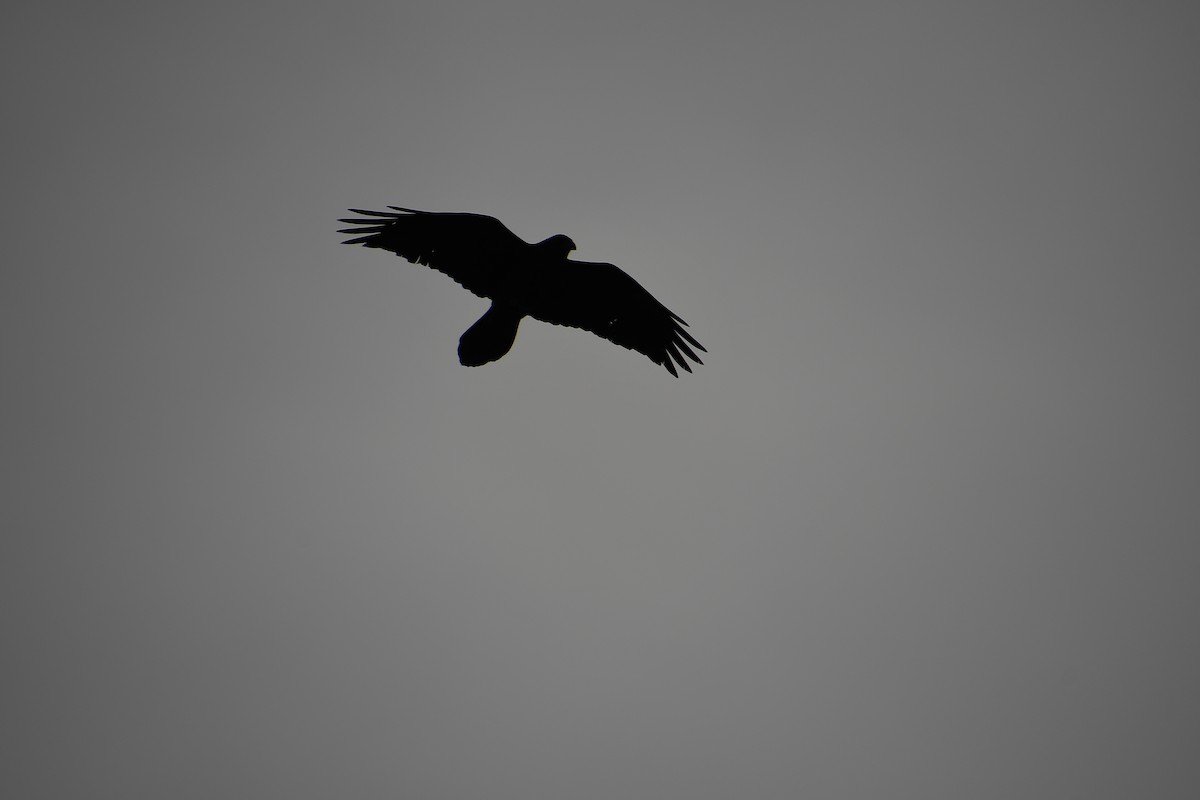 Common Raven - ML615306108