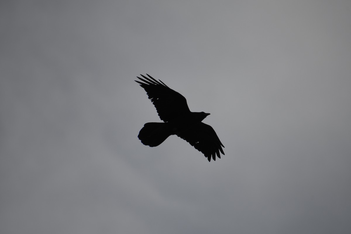Common Raven - ML615306110