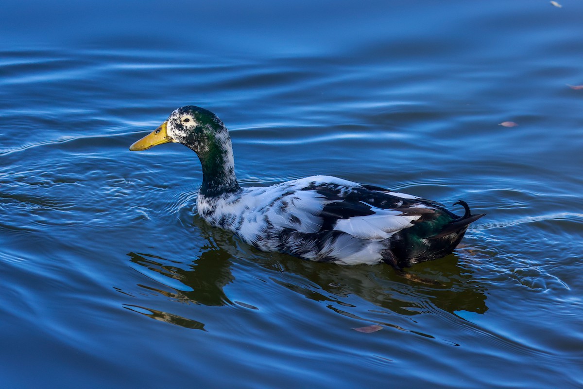 Mallard (Domestic type) - Joey McCracken