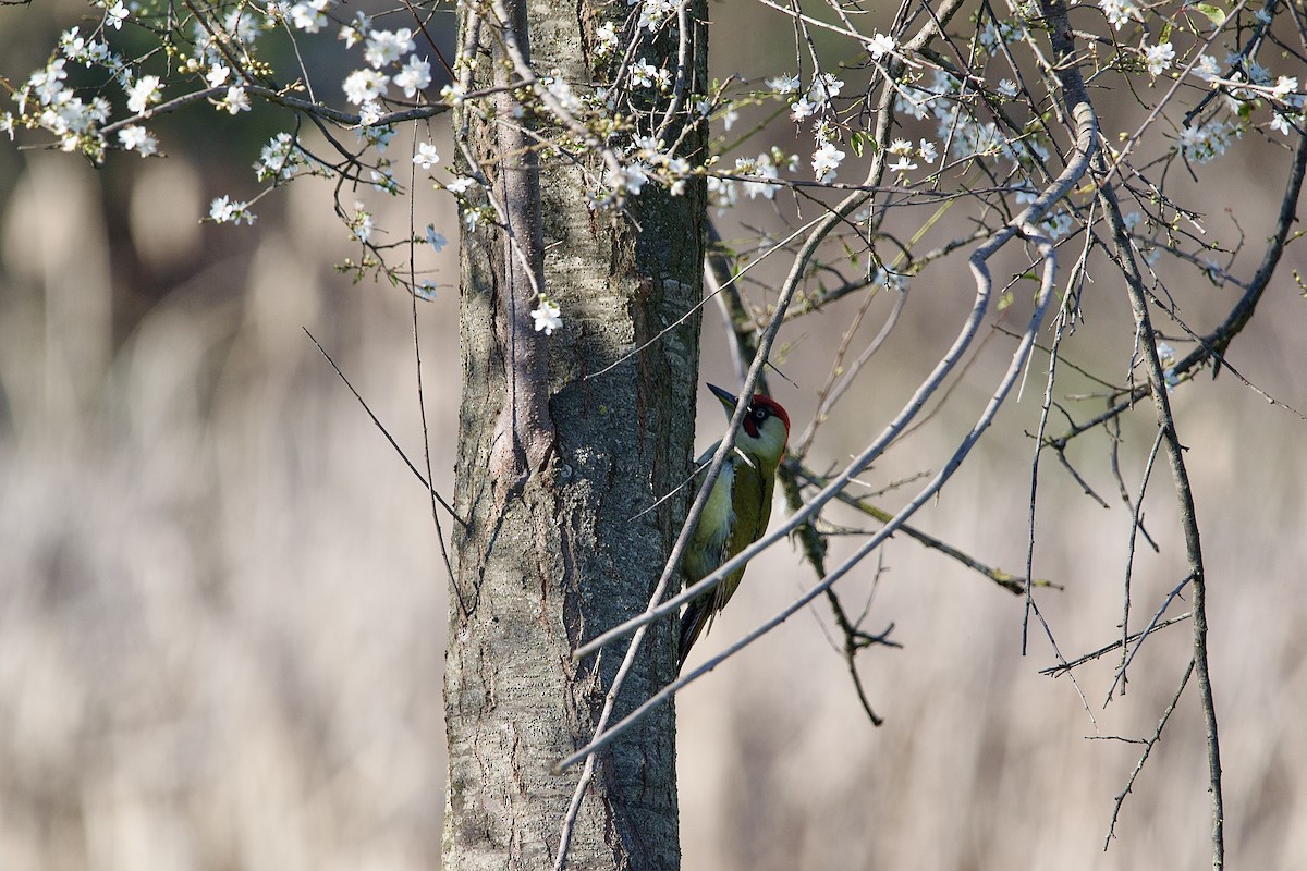 Eurasian Green Woodpecker - ML615306127