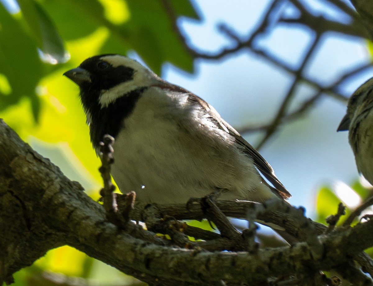 Cape Sparrow - Sam Zuckerman