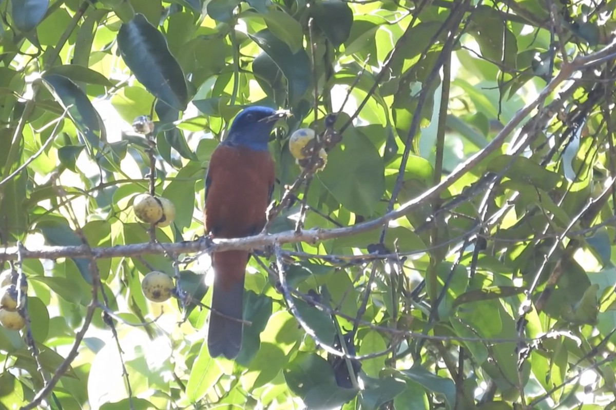 Chestnut-bellied Rock-Thrush - ML615306237