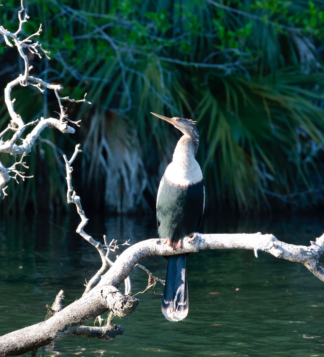 Anhinga - Harold Brewer