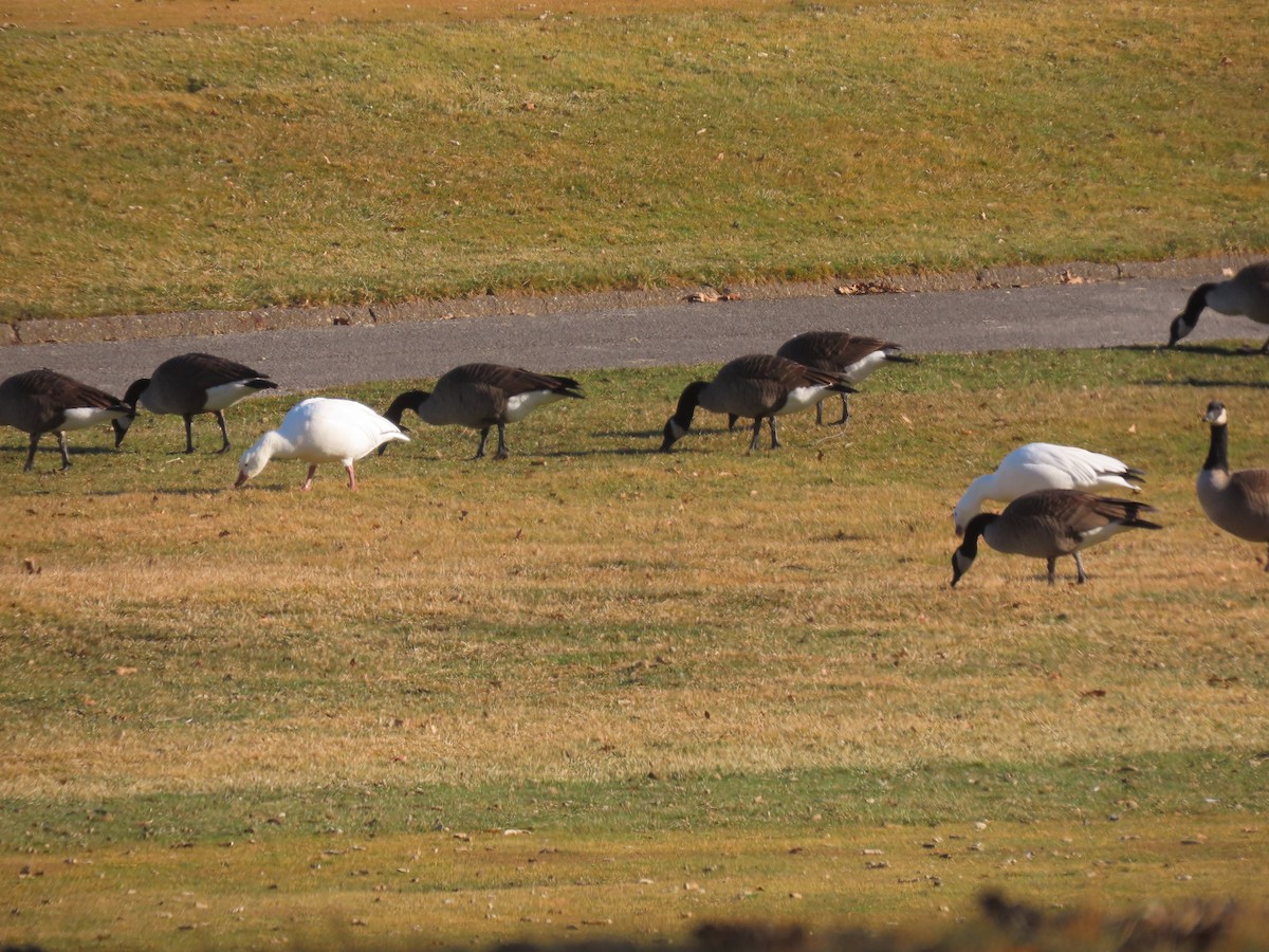 Snow Goose - ML615306249