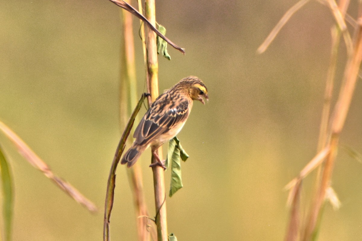 Yellow-mantled Widowbird - ML615306260