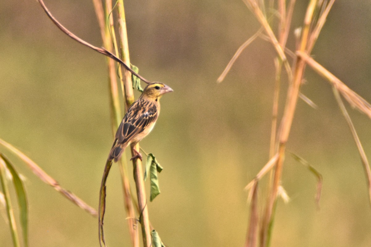 Yellow-mantled Widowbird - ML615306262