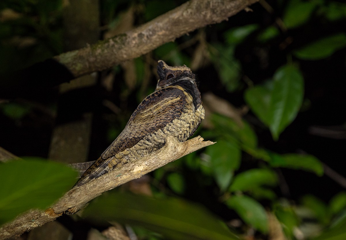 Great Eared-Nightjar - ML615306289